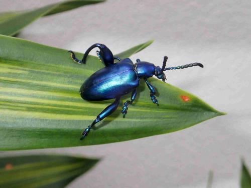 Réf. 218 639 : Sagra femorata